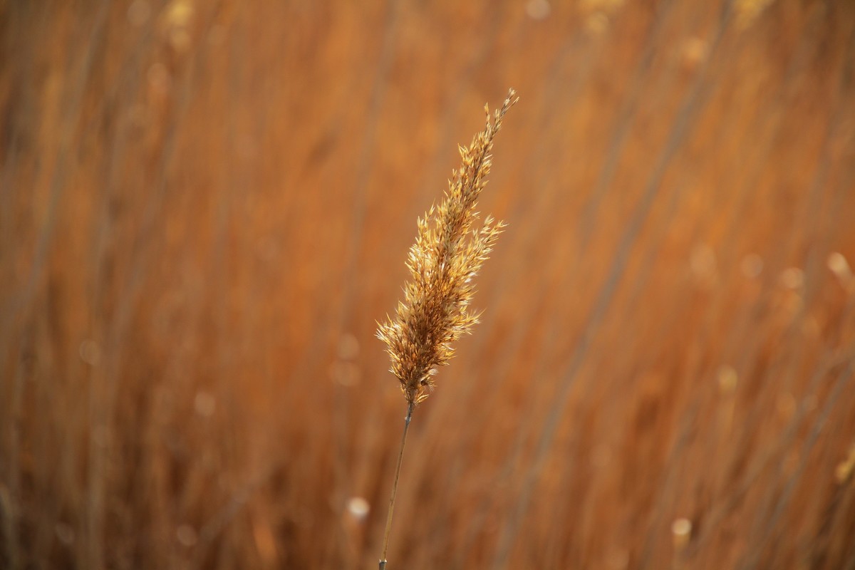 久违了，大辽河！