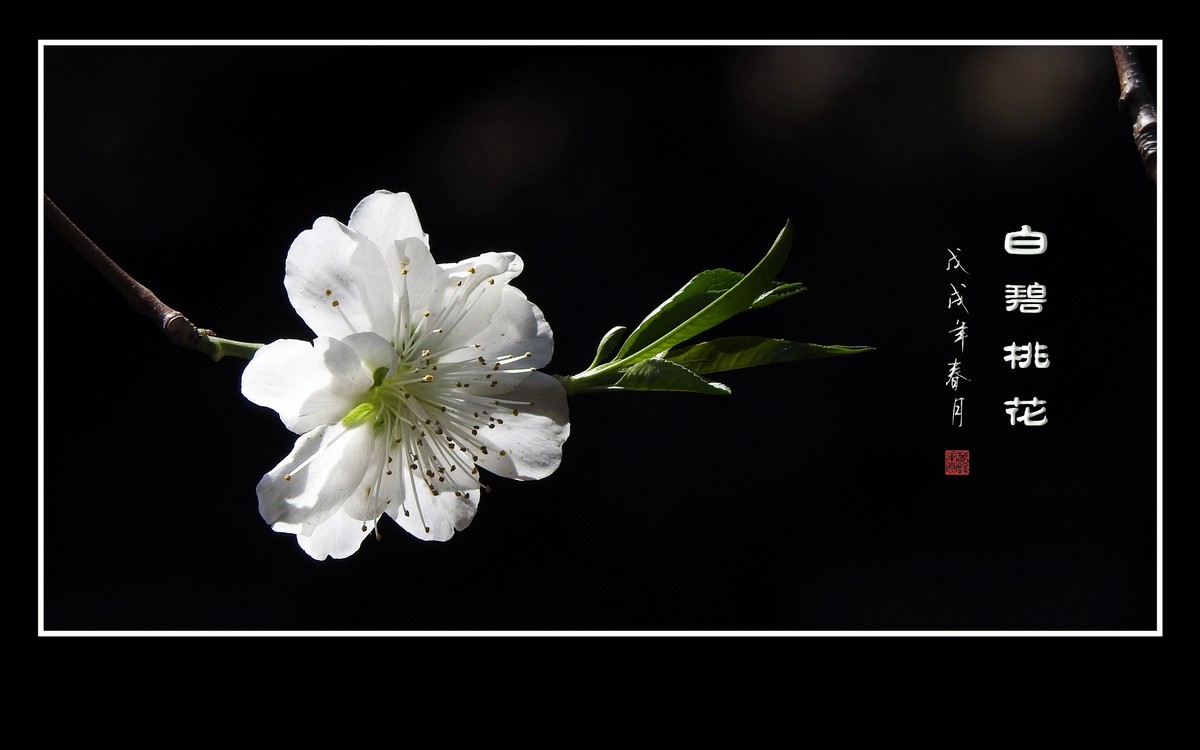 银丝簇簇的白碧桃花