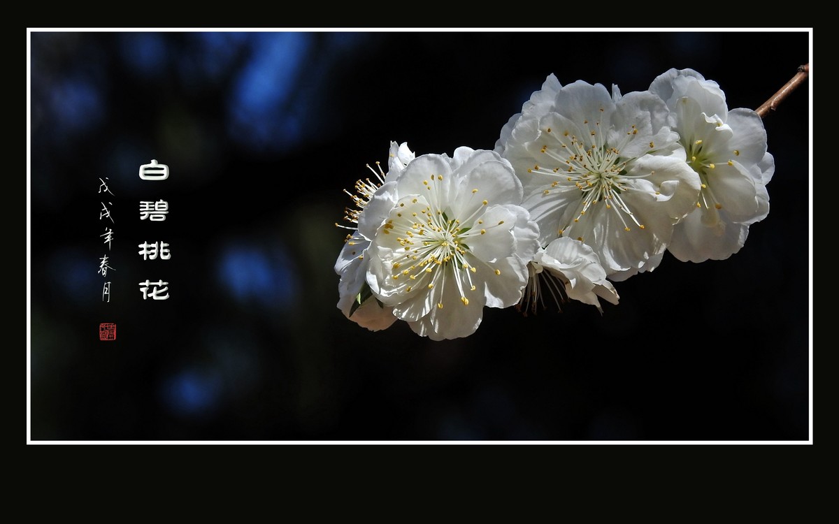 银丝簇簇的白碧桃花