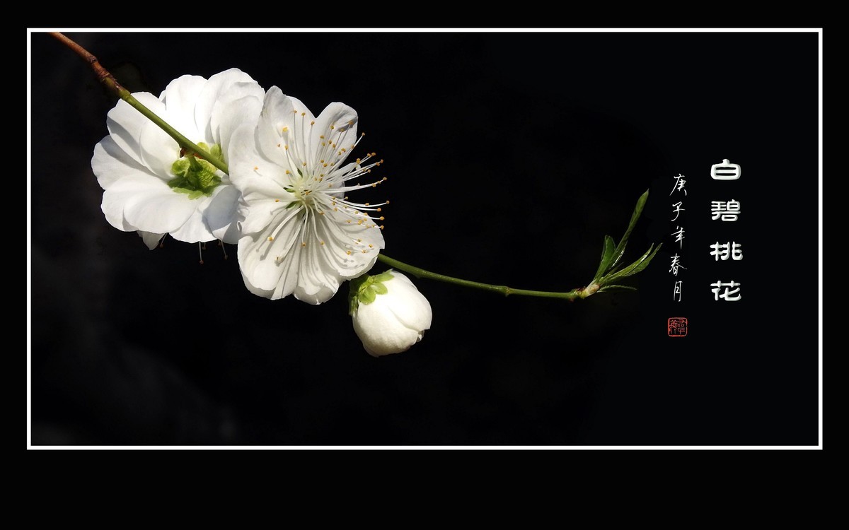 银丝簇簇的白碧桃花