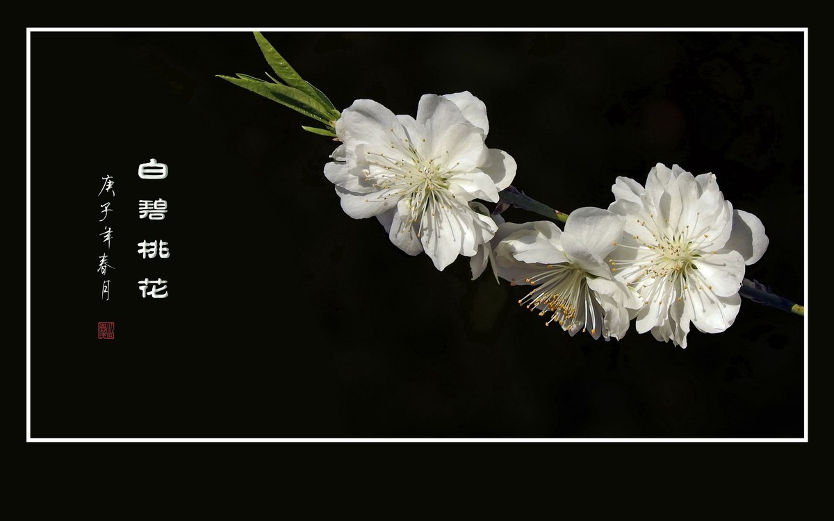 银丝簇簇的白碧桃花