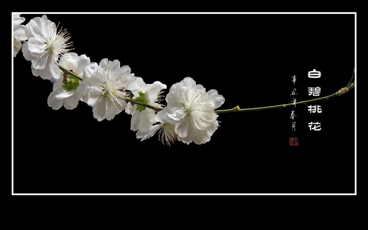 银丝簇簇的白碧桃花