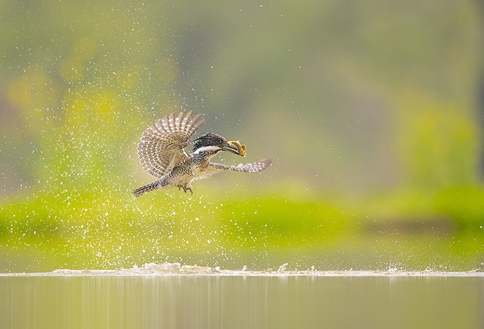 冠魚狗--捉泥鳅