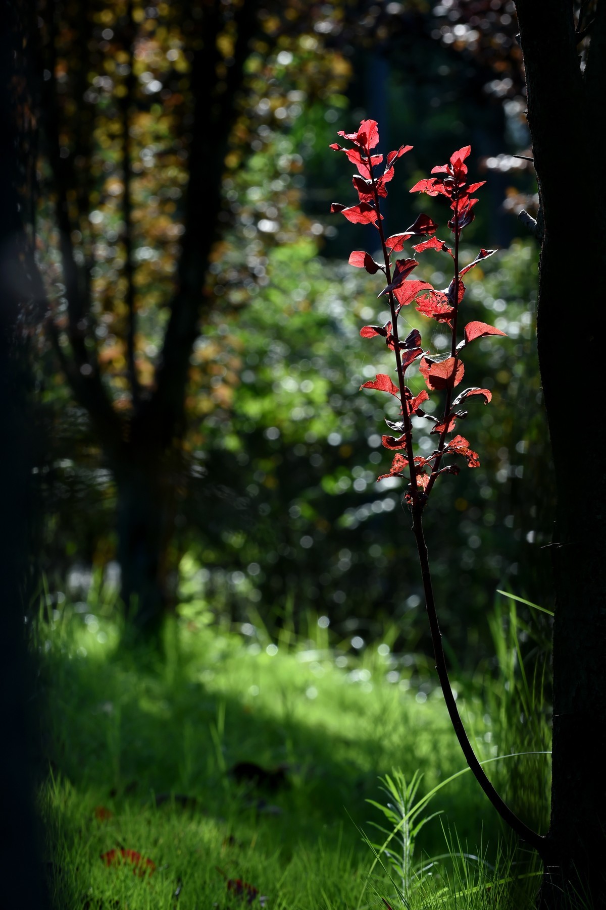 【图集】秋天的小美好