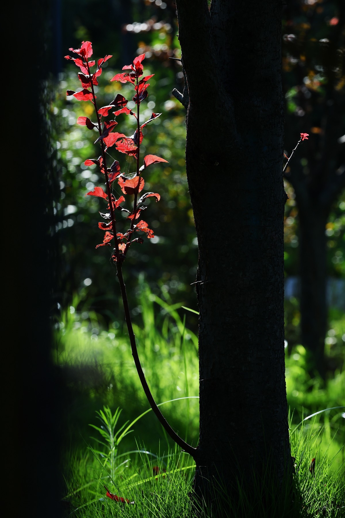 【图集】秋天的小美好