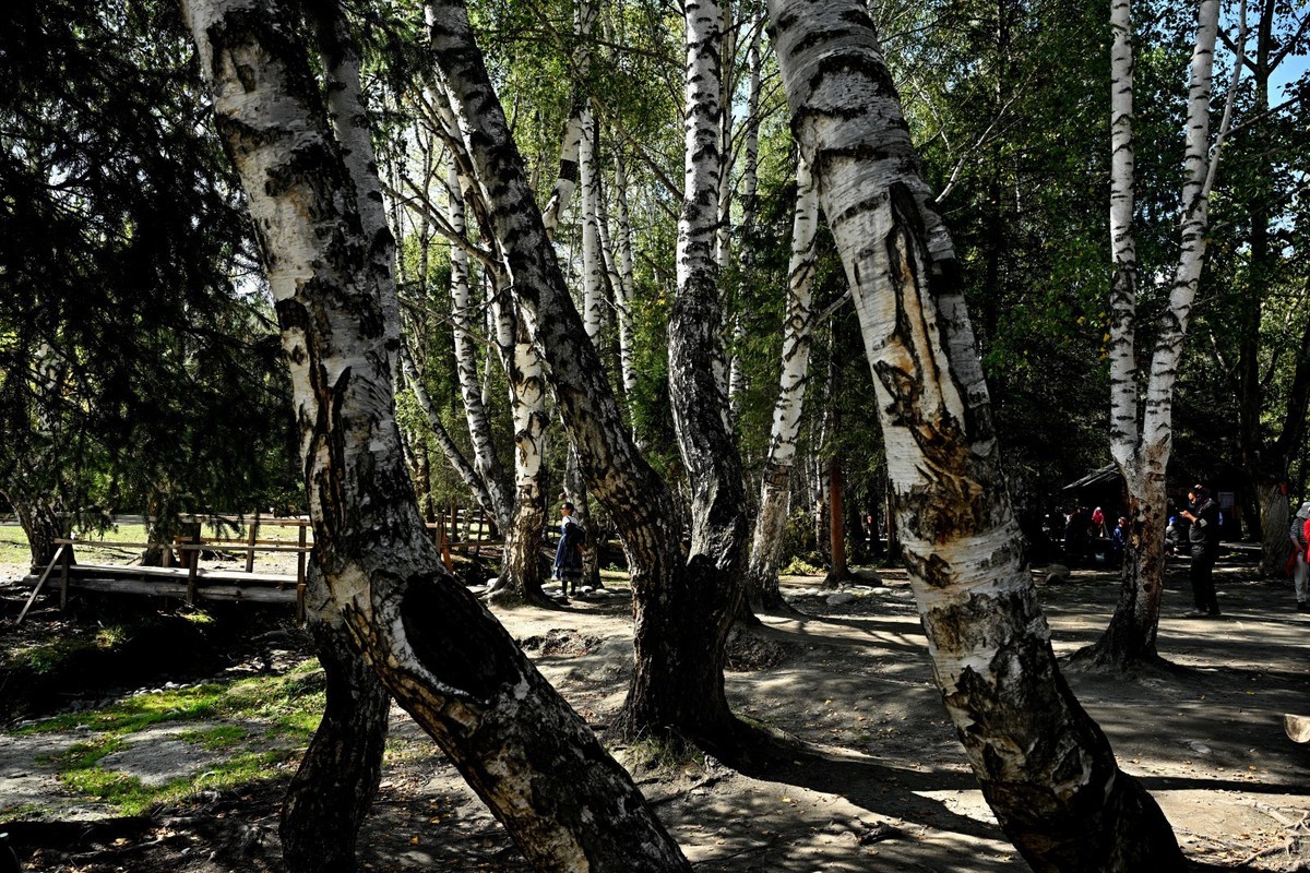 新疆游/禾木村（18）