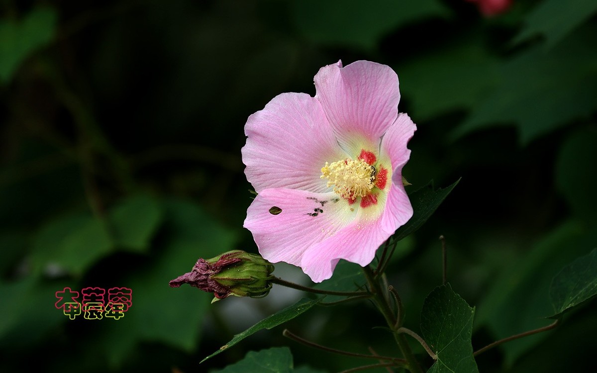 甲辰年木芙蓉【2024-222】