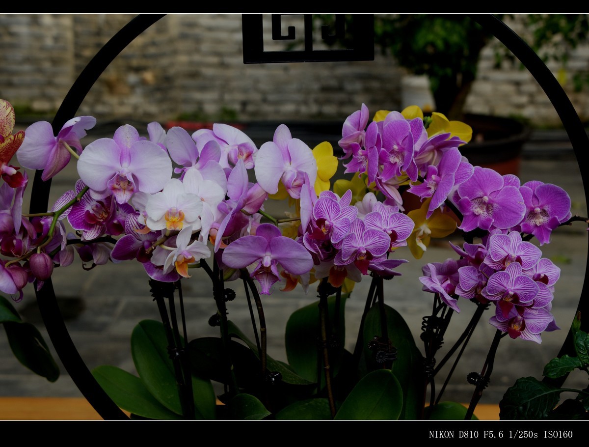 生态园拍花卉－蝴蝶兰（盆景二）