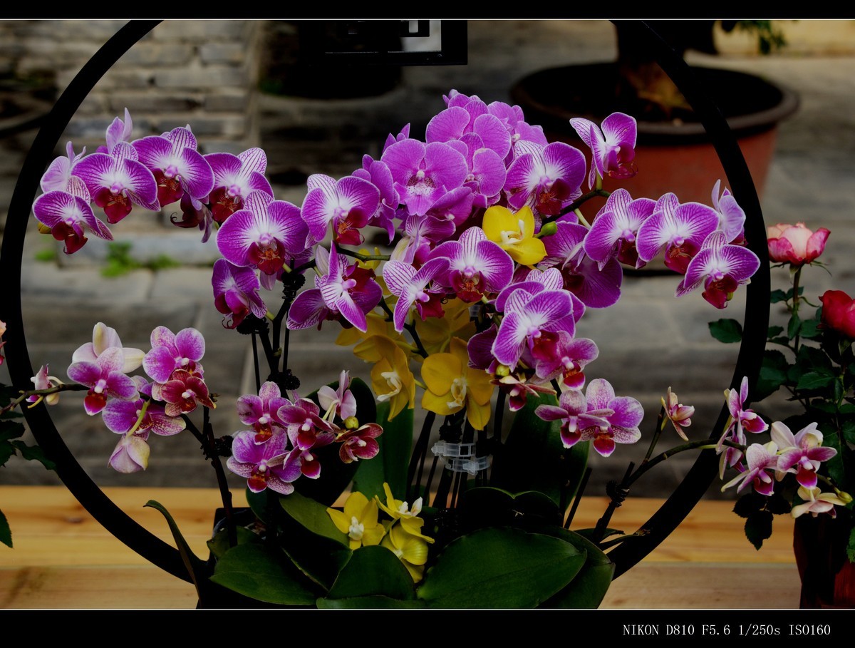 生态园拍花卉－蝴蝶兰（盆景二）