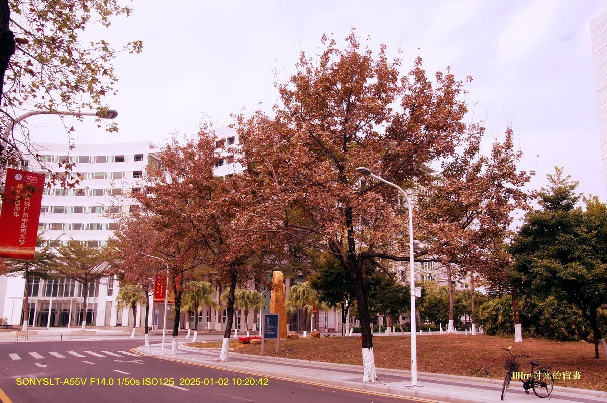 校园红叶（2）
