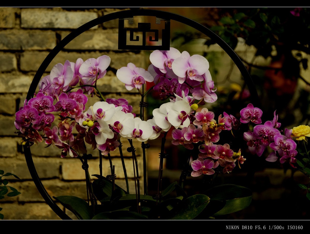 生态园拍花卉－蝴蝶兰（盆景二）