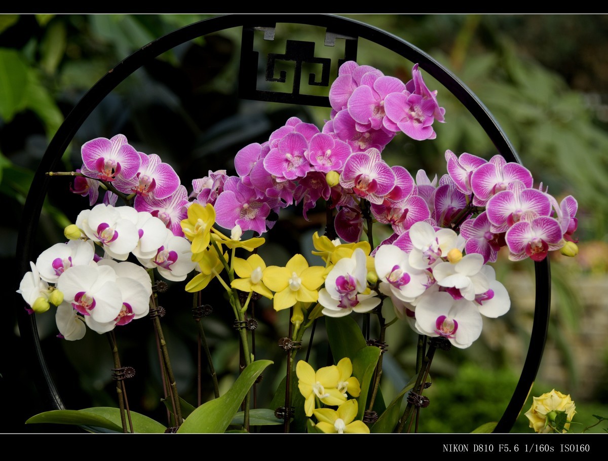 生态园拍花卉－蝴蝶兰（盆景二）