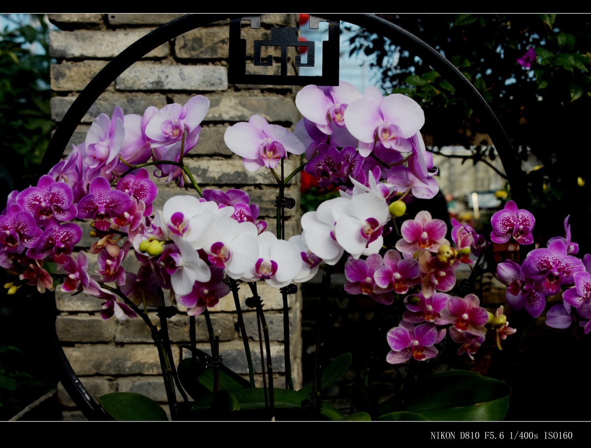 生态园拍花卉－蝴蝶兰（盆景二）