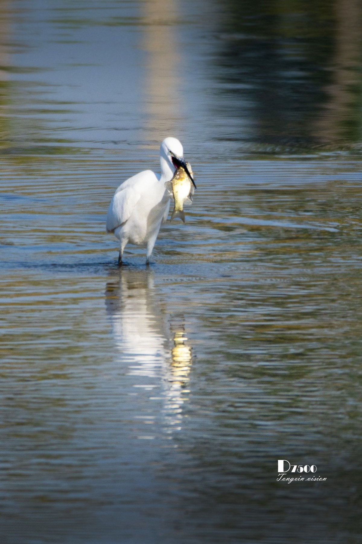 阜新白鹭洲（48）