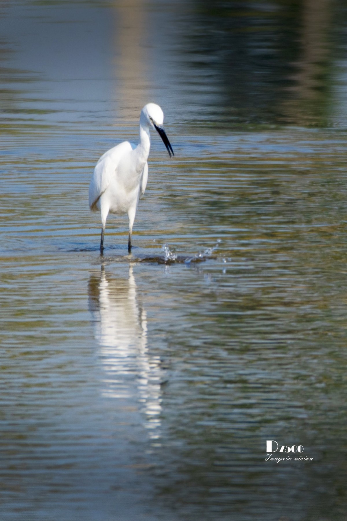 阜新白鹭洲（48）