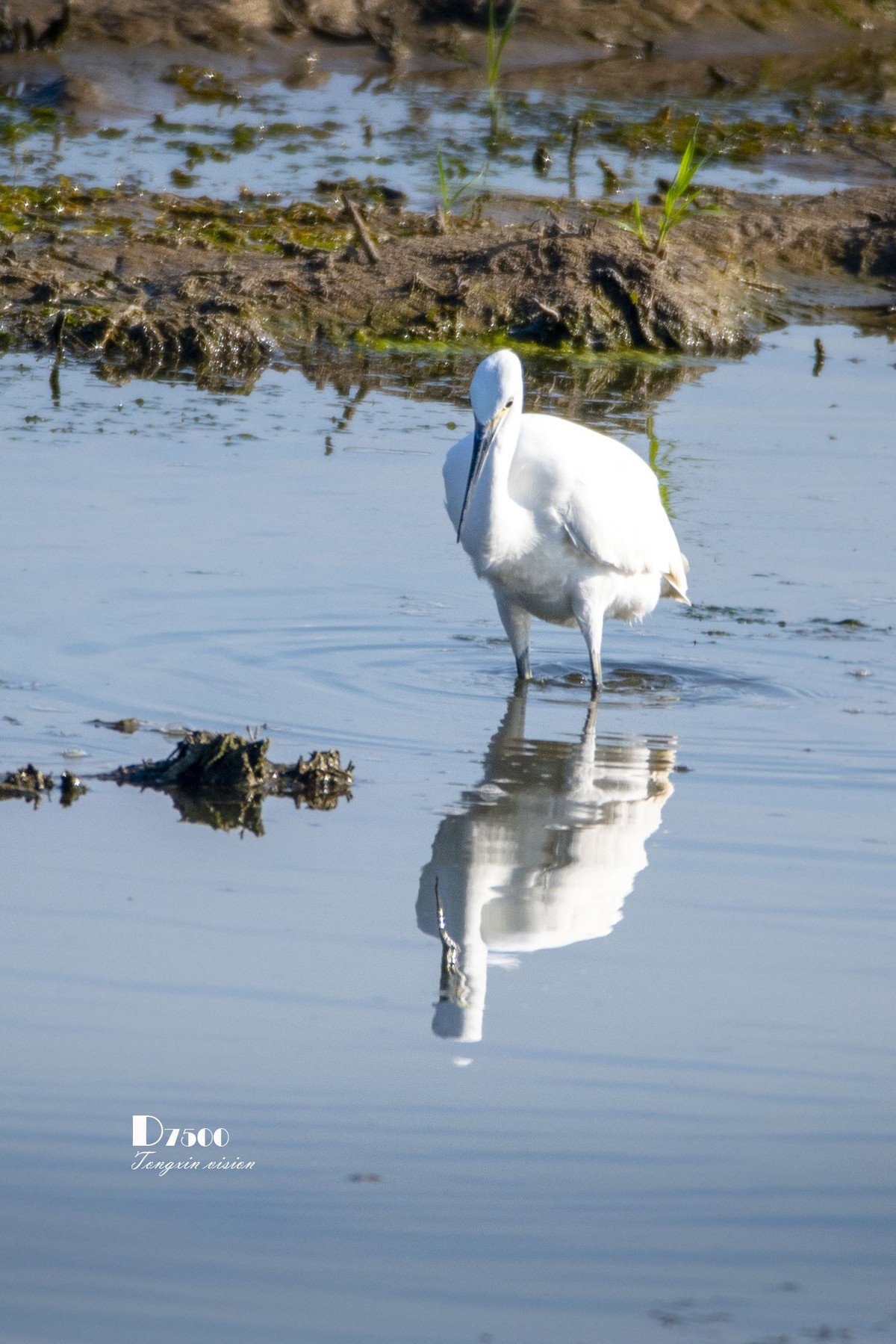阜新白鹭洲（48）