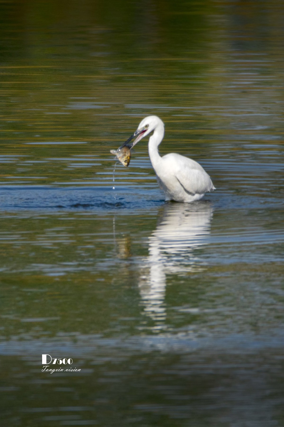 阜新白鹭洲（48）
