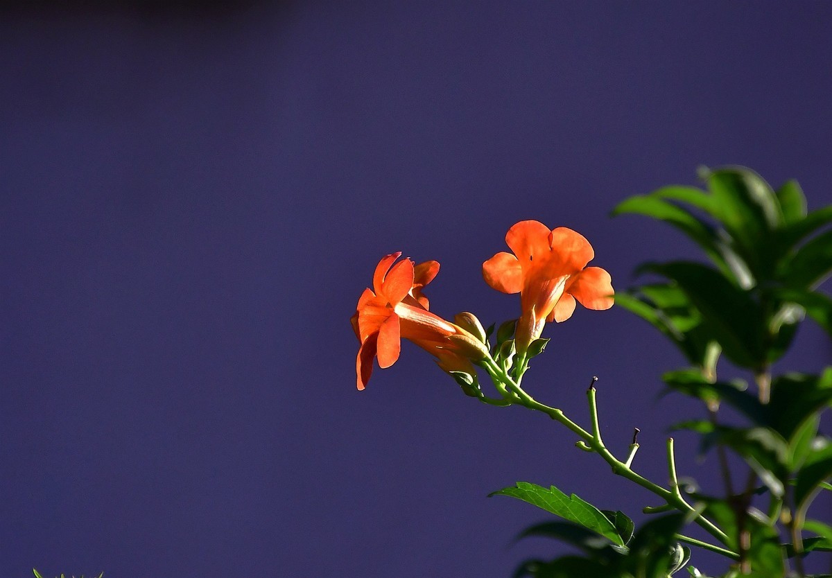 凌霄花