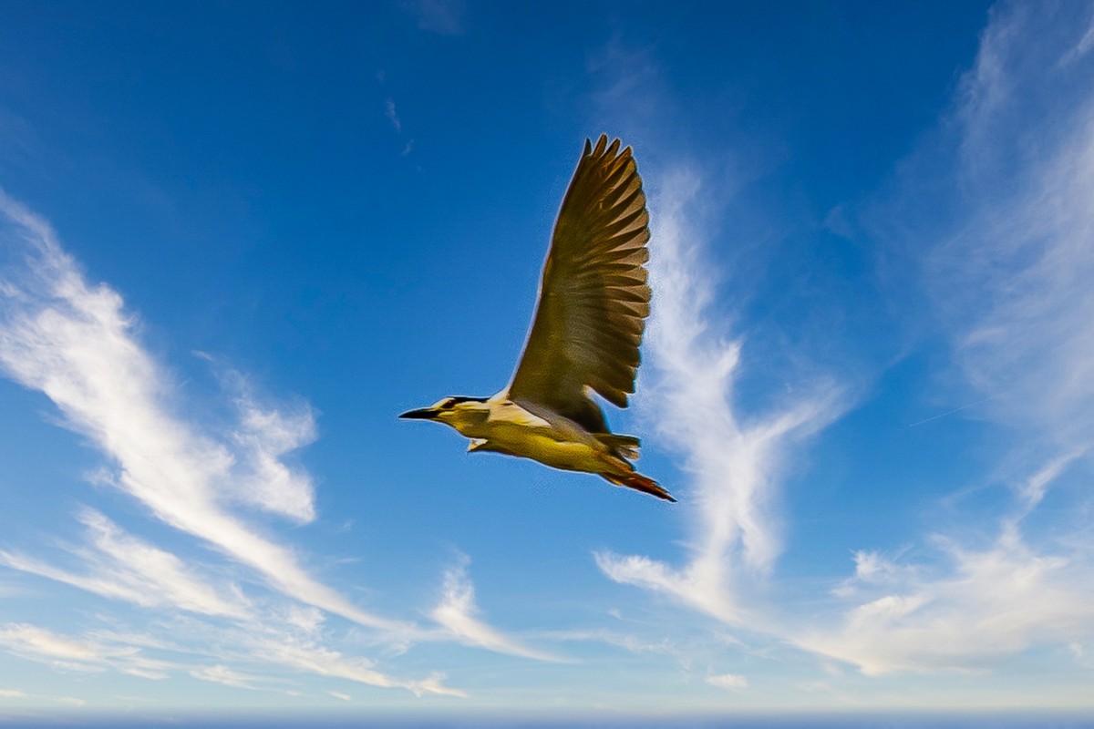 蓝天与飞鸟（只为冷清的坛子出点力）