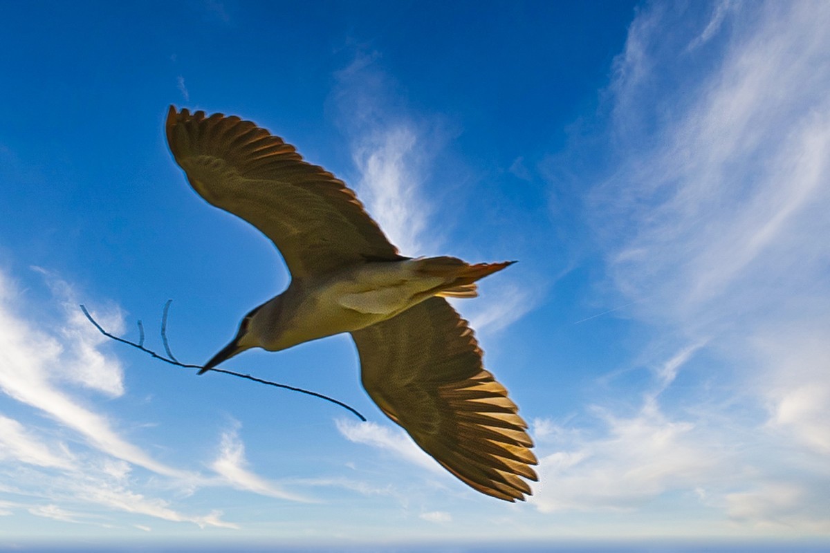 蓝天与飞鸟（只为冷清的坛子出点力）