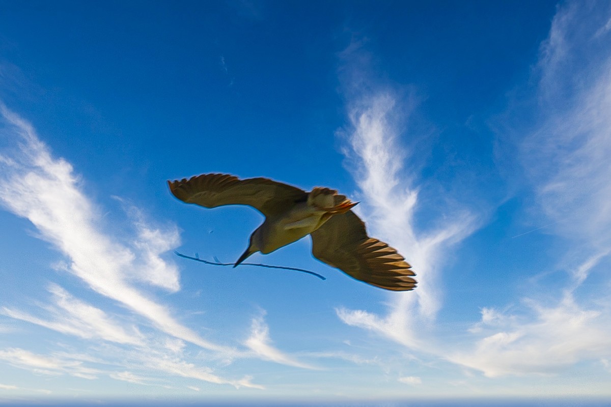 蓝天与飞鸟（只为冷清的坛子出点力）