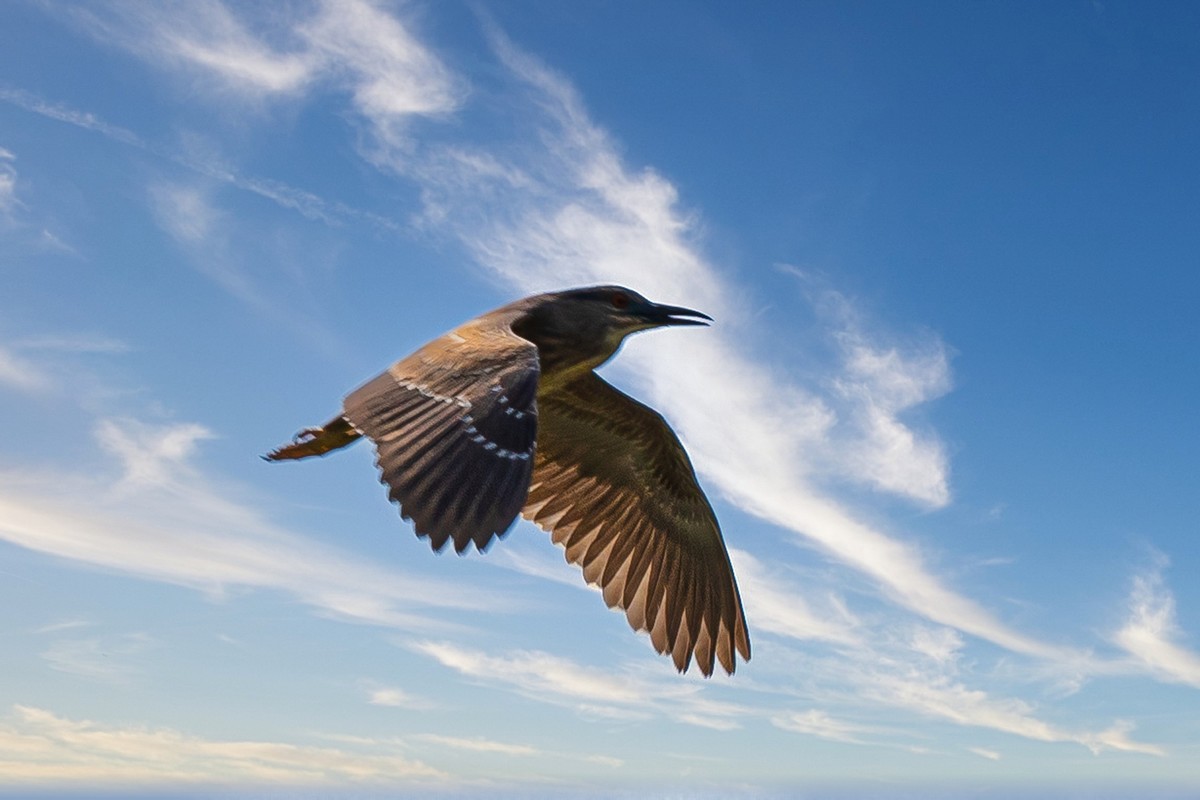 蓝天与飞鸟（只为冷清的坛子出点力）