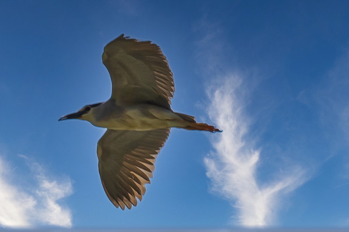 蓝天与飞鸟（只为冷清的坛子出点力）