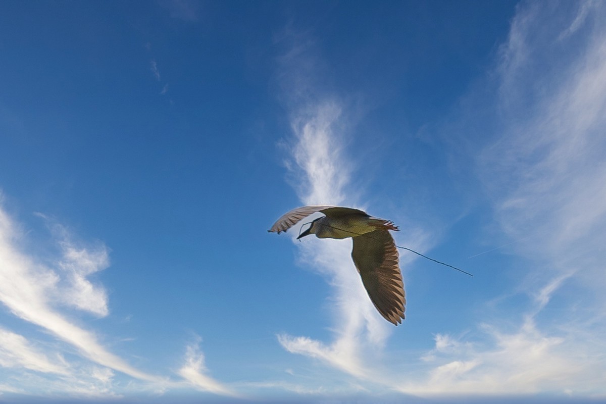 蓝天与飞鸟（只为冷清的坛子出点力）