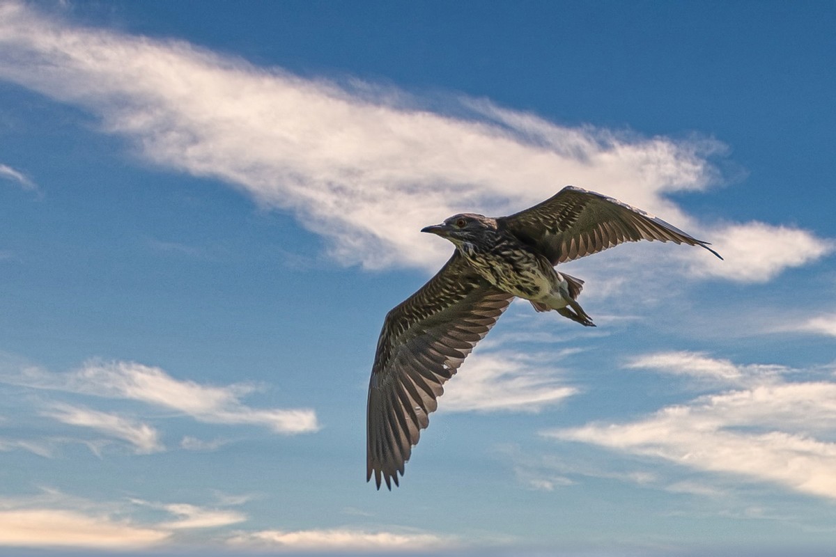 蓝天与飞鸟（只为冷清的坛子出点力）