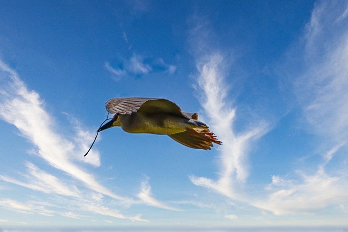 蓝天与飞鸟（只为冷清的坛子出点力）