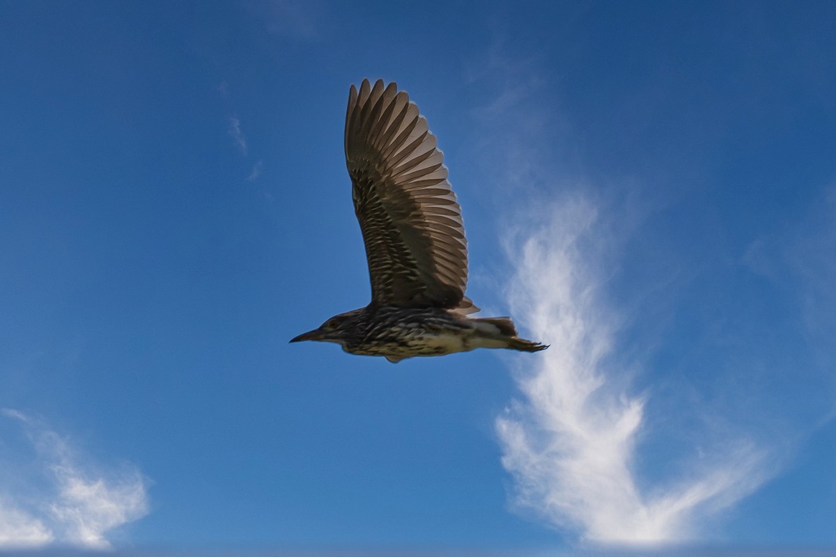 蓝天与飞鸟（只为冷清的坛子出点力）