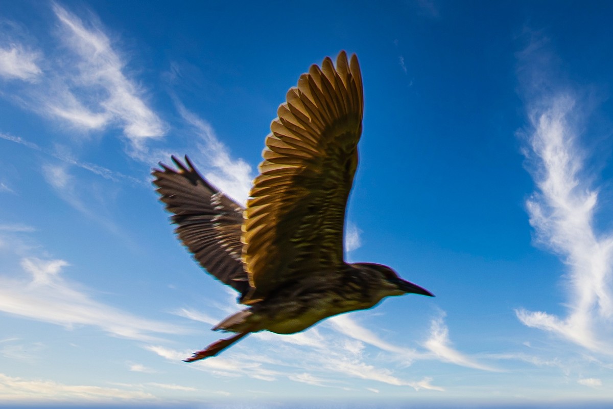蓝天与飞鸟（只为冷清的坛子出点力）