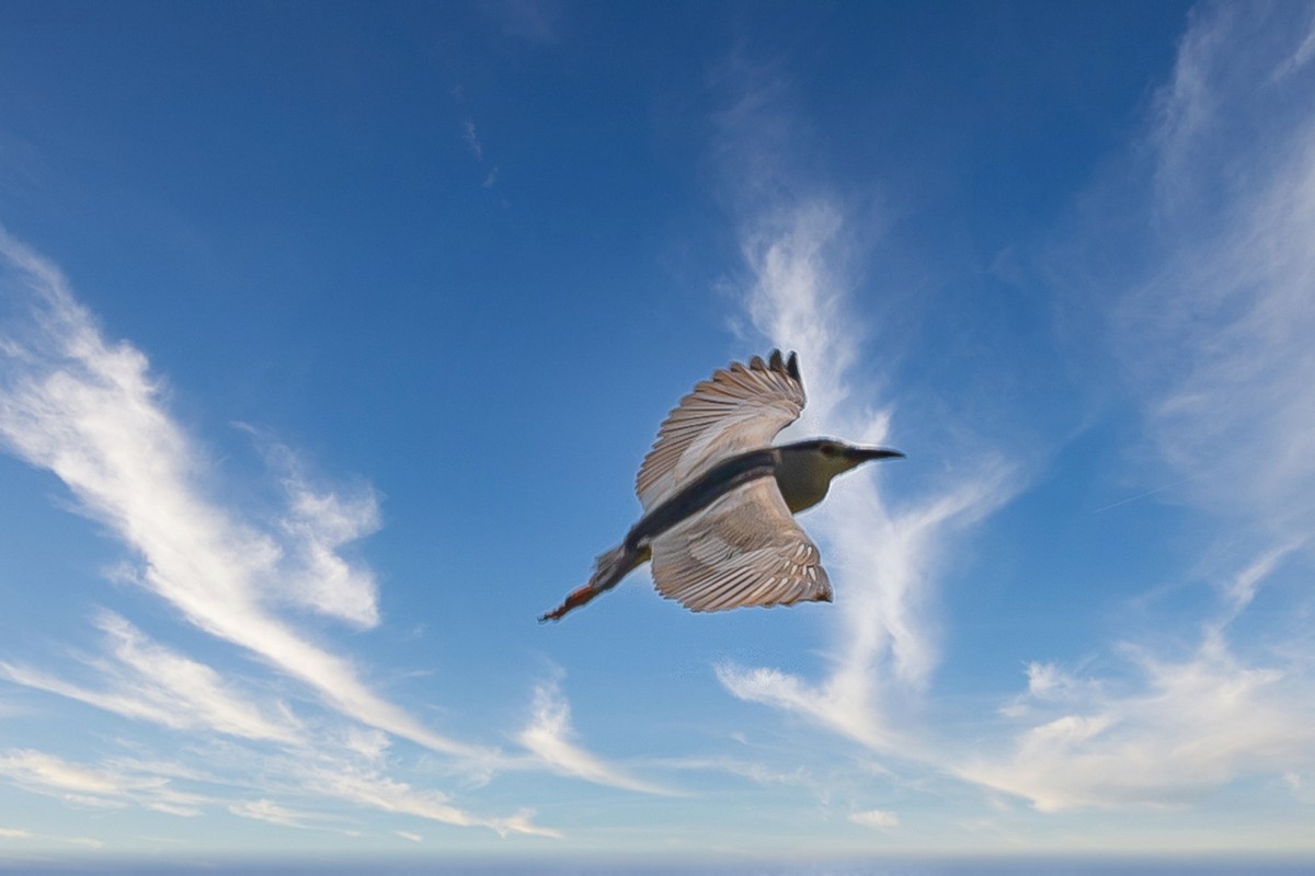 蓝天与飞鸟（只为冷清的坛子出点力）