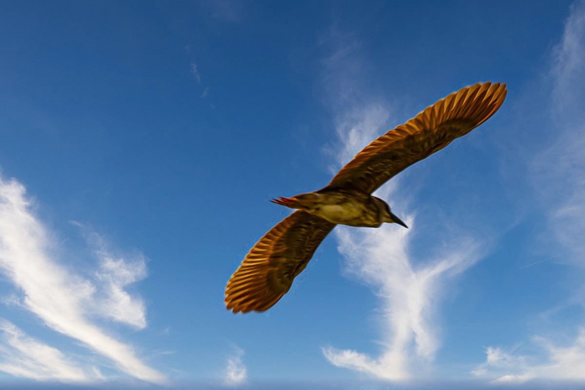 蓝天与飞鸟（只为冷清的坛子出点力）