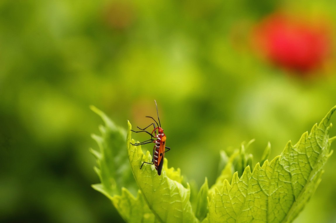 虫趣:活跃朱槿绿叶的棉红蝽.