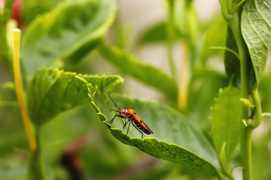 虫趣:活跃朱槿绿叶的棉红蝽.