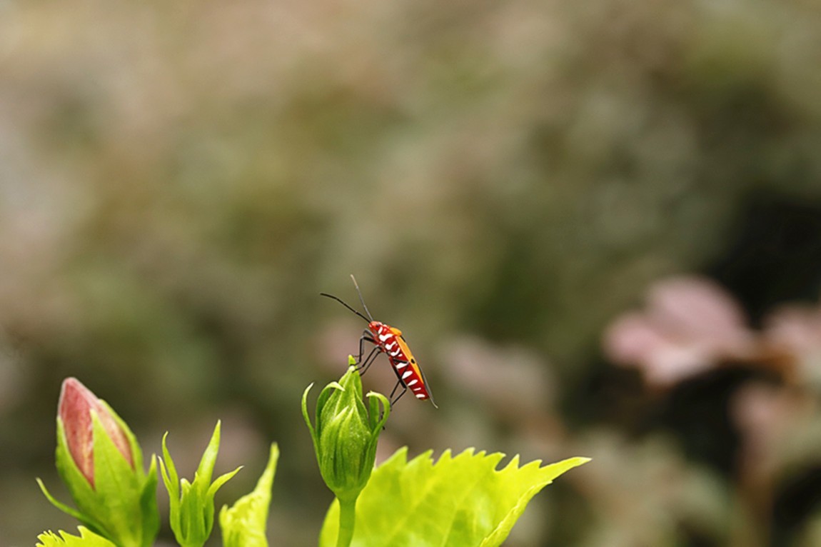 虫趣:活跃朱槿绿叶的棉红蝽.