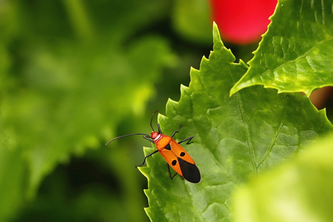 虫趣:活跃朱槿绿叶的棉红蝽.