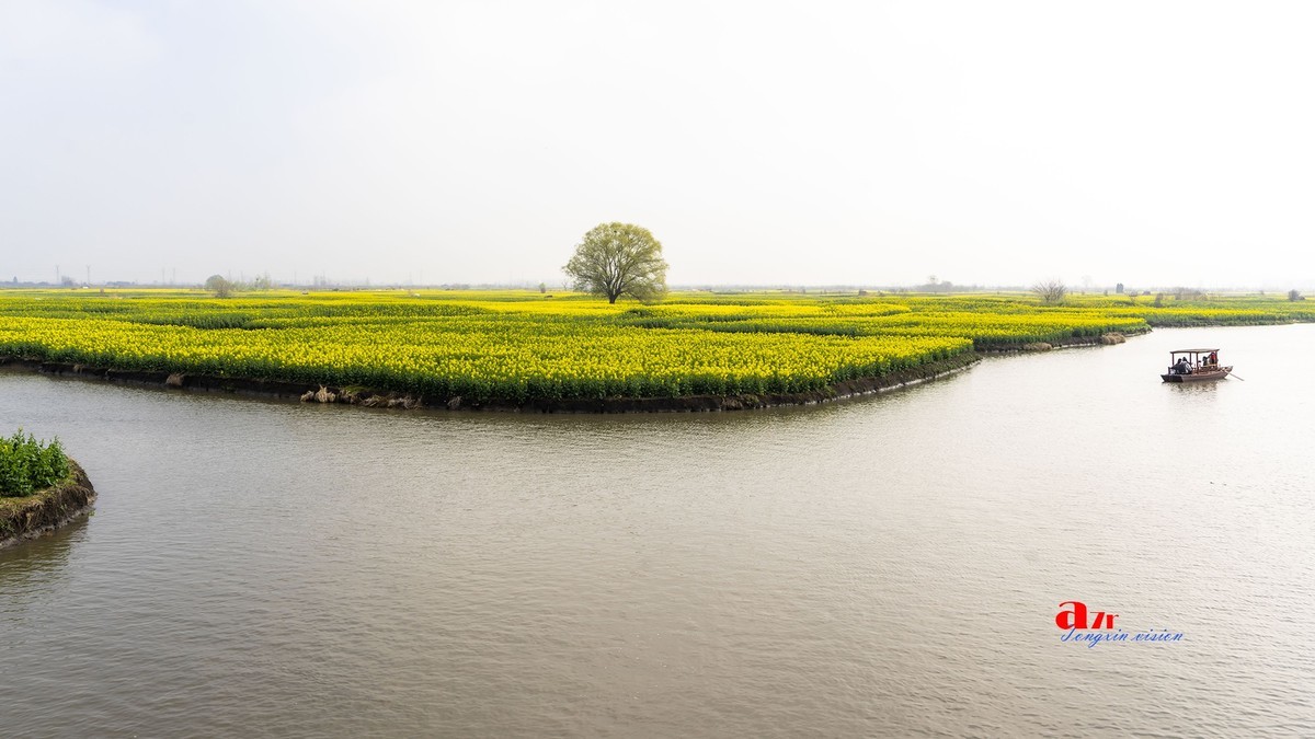 三月下江南——兴化千垛花海（7）