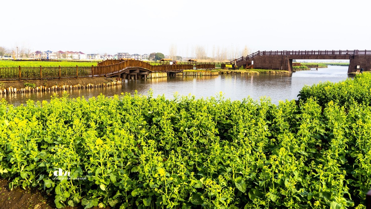 三月下江南——兴化千垛花海（7）