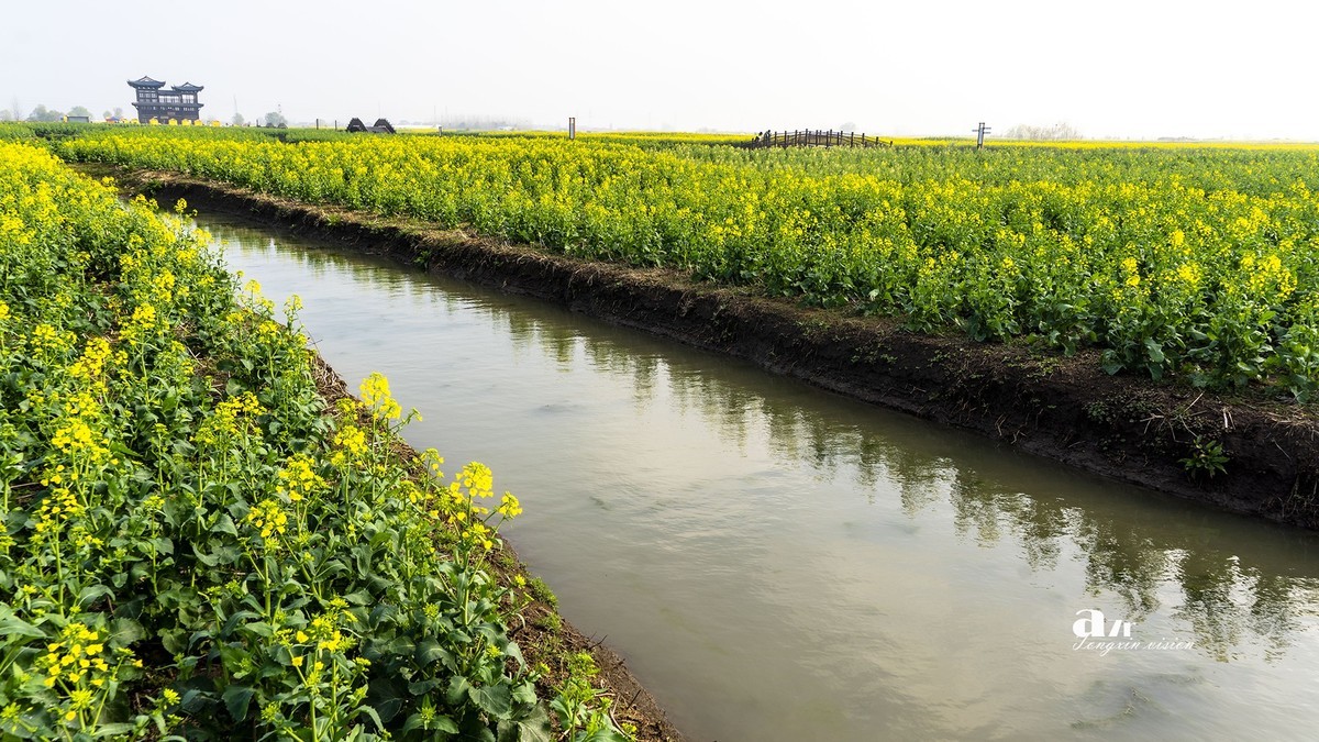 三月下江南——兴化千垛花海（7）
