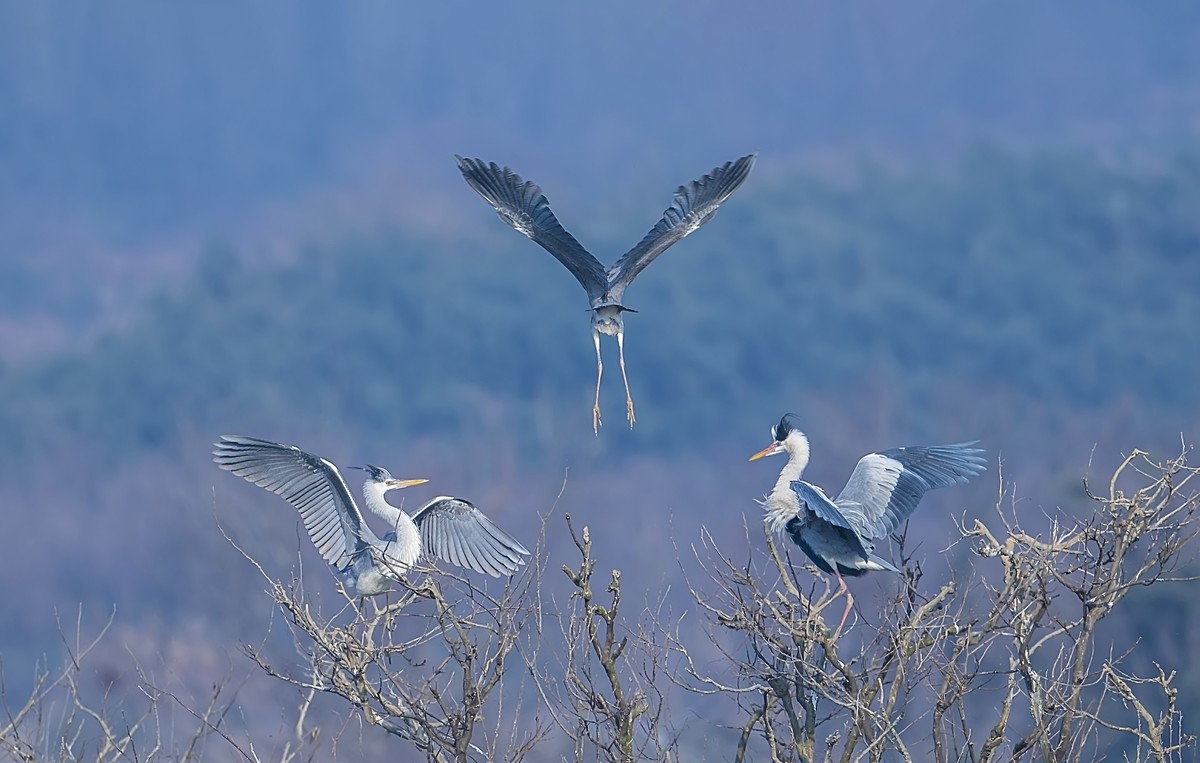 苍鹭--树梢之舞