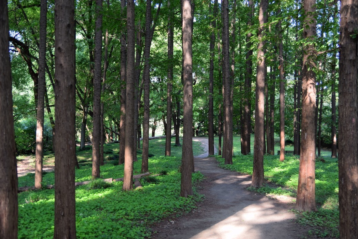 夏日森林氧吧 续三