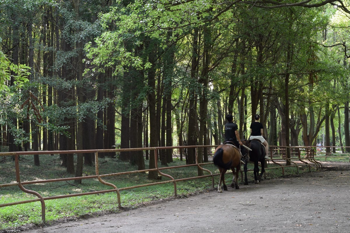 夏日森林氧吧 续三
