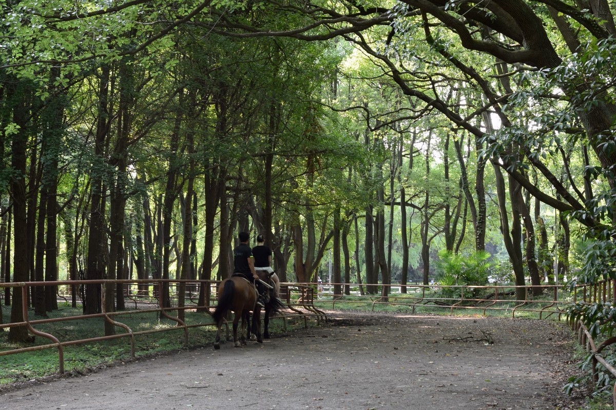 夏日森林氧吧 续三