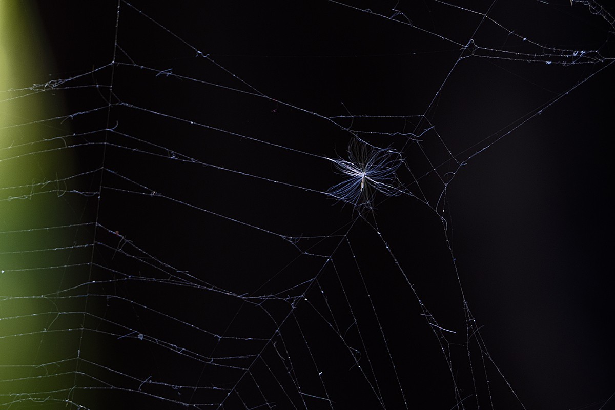 一片寒凉一片苍，清秋散去染秋霜。