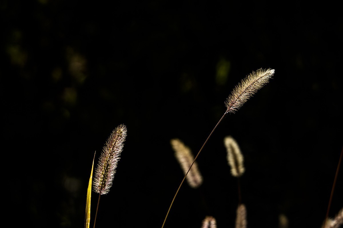 一片寒凉一片苍，清秋散去染秋霜。