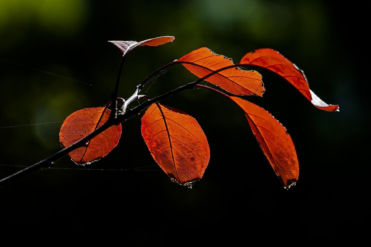 一片寒凉一片苍，清秋散去染秋霜。