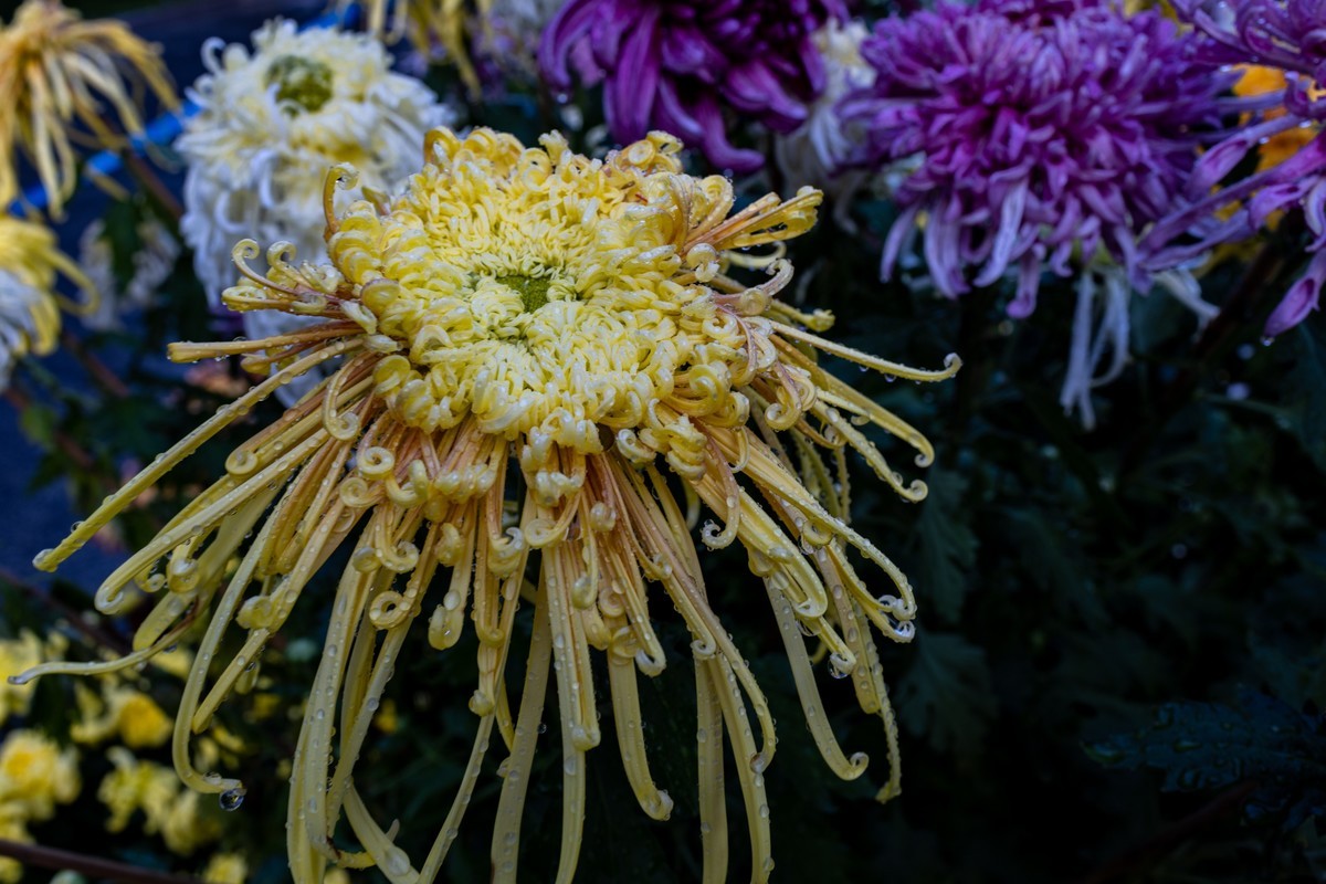 花枝招展（361）