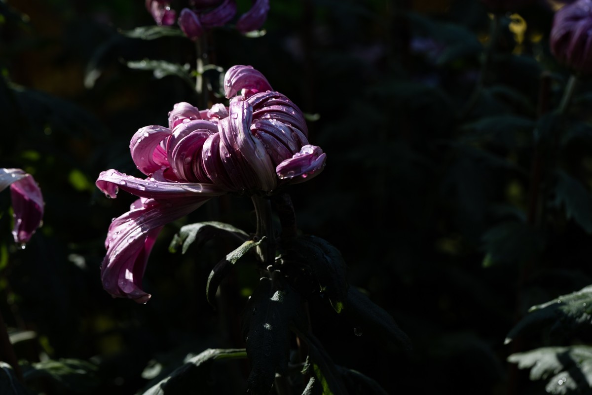 花枝招展（361）